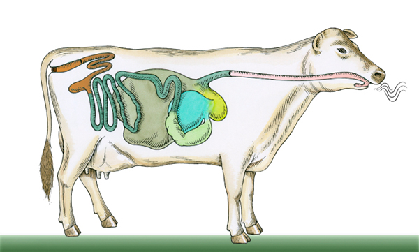 Functions for Beef Cattle and Sheep