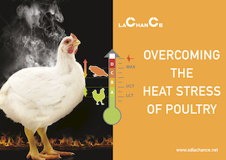 Heat Stress of Broilers With Preventive Measures