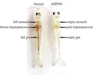 Gross-signs-of-AHPND-infected-shrimp-right-and-normal-shrimp-from-the-negative-control.png