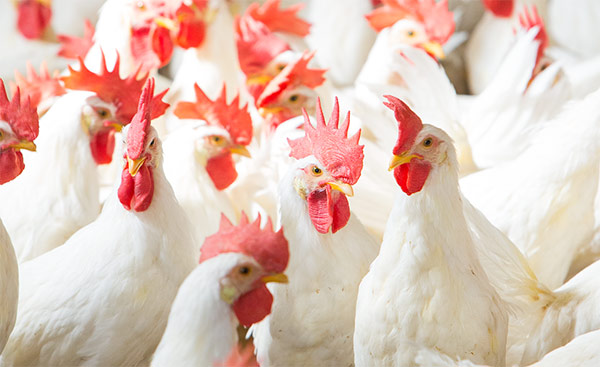 Driving Profitablity and Innovation in Poultry