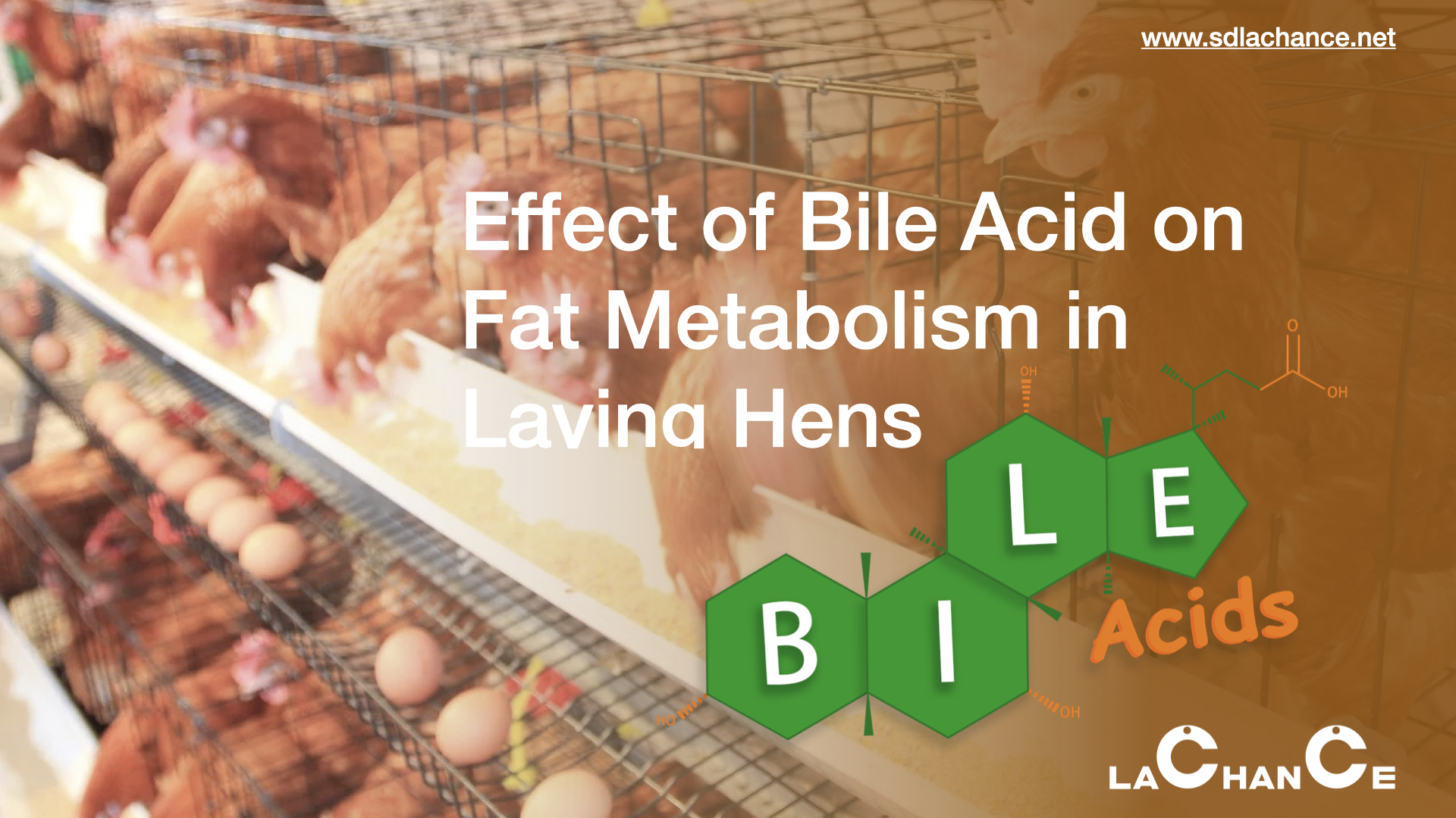 Effect of Bile Acid on Fat Metabolism in Laying Hens