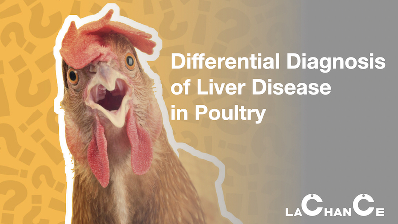 Differential Diagnosis of Liver Disease  in Poultry