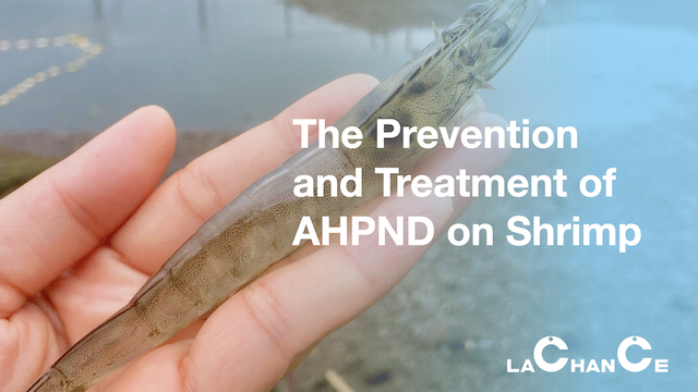 The Prevention and Treatment of AHPND on Shrimp