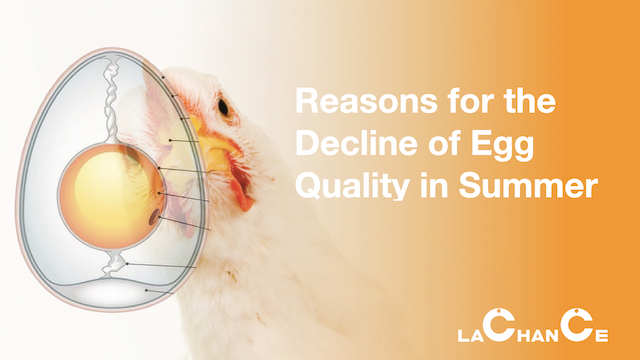 Reasons for the Decline of Egg Quality in Summer