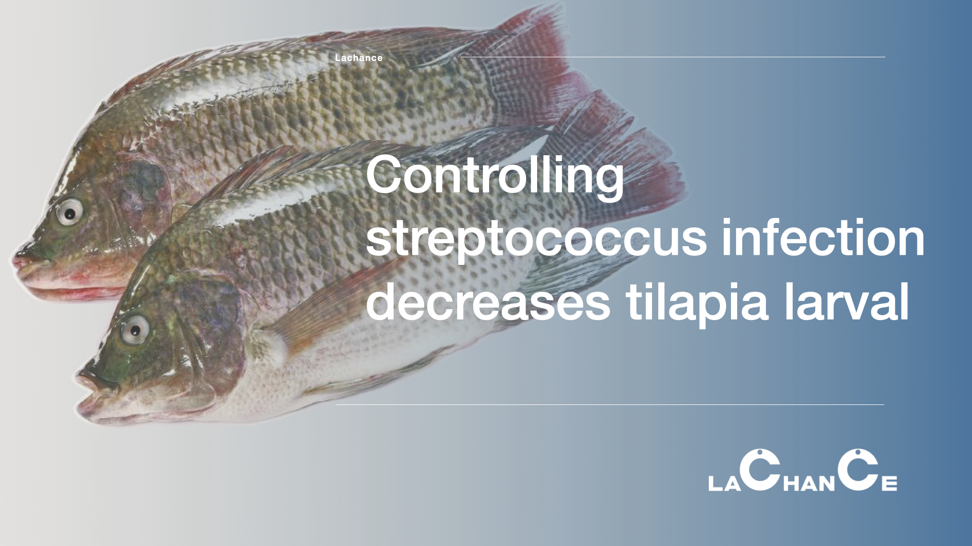 Controlling streptococcus infection decreases tilapia larval mortality