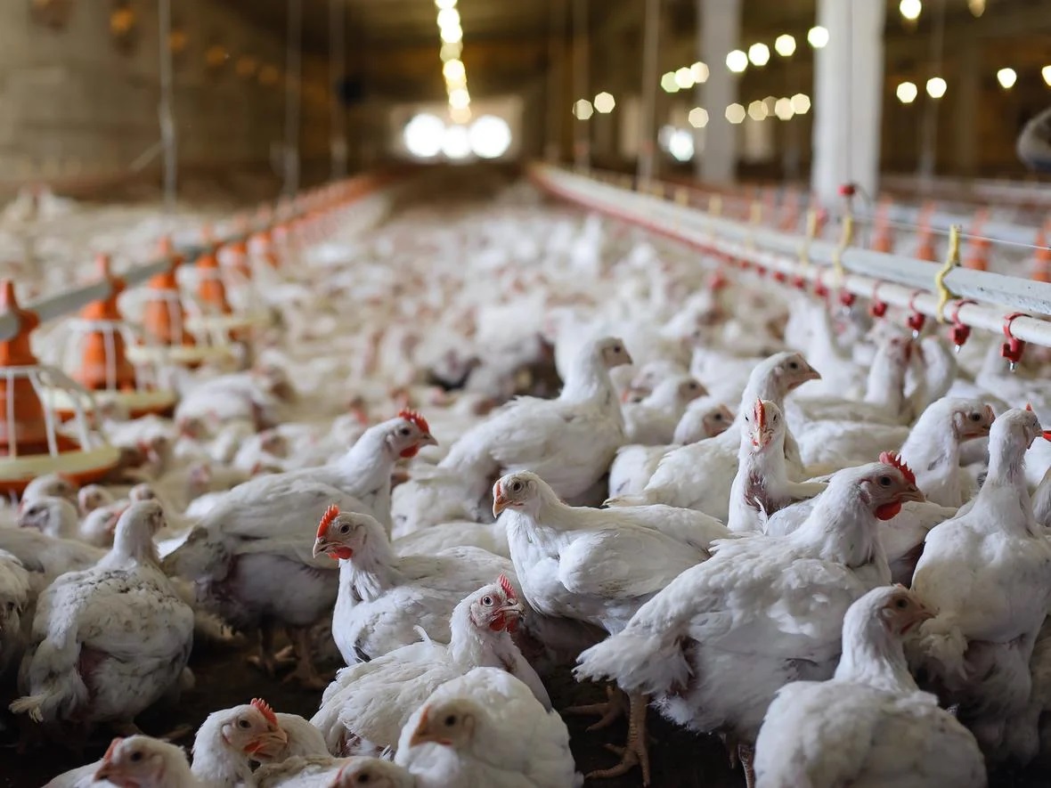 Technology for using alternative unconventional feed ingredients in poultry production (I)