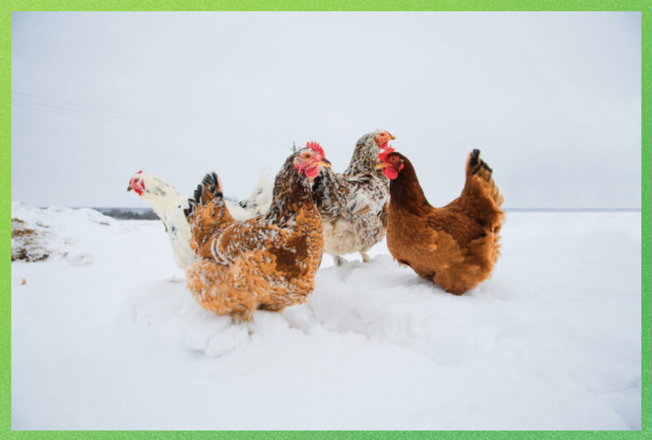 How do Laying Hens Effectively Respond to Cold Stress Challenges