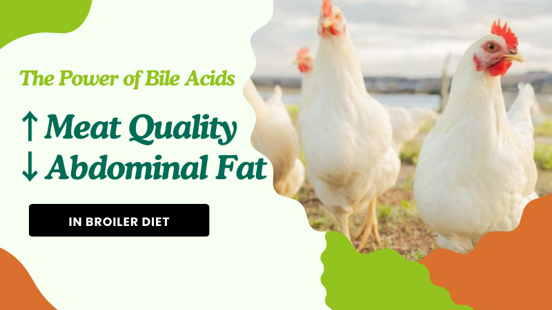 ↑Meat Quality ↓Abdominal Fat-The Power of BAs in Broiler Diets