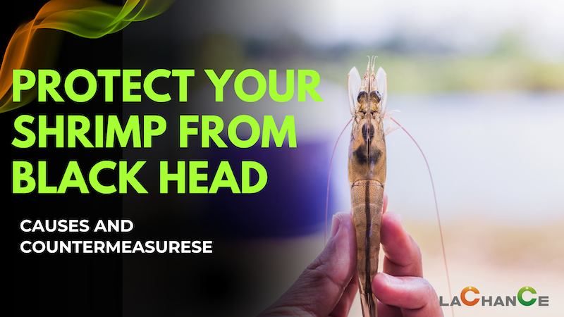 Protect Your Shrimp from Black Head: Causes & Countermeasures