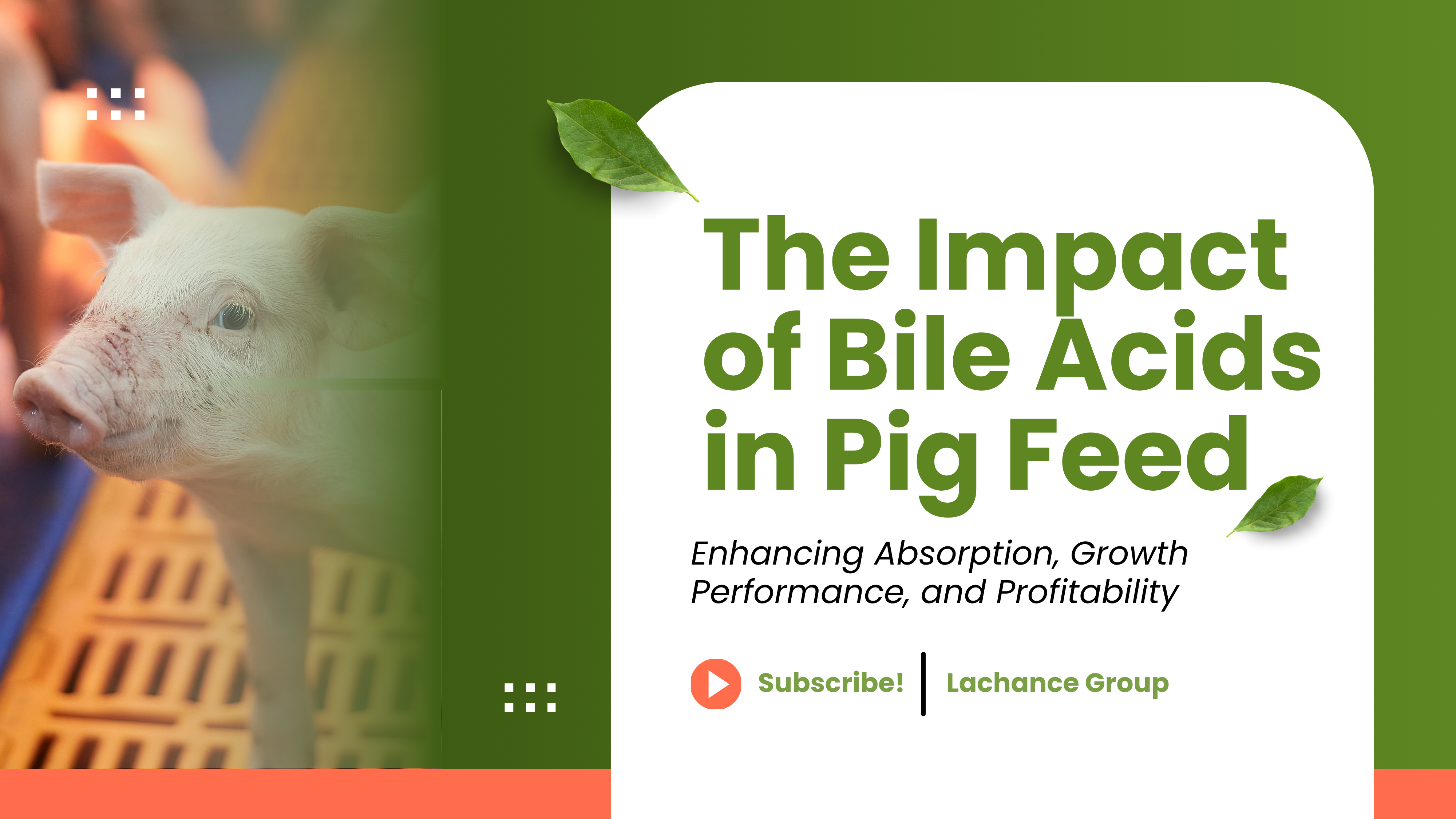 BAs in Pig Feed: Enhancing Absorption, Growth, and Profitability
