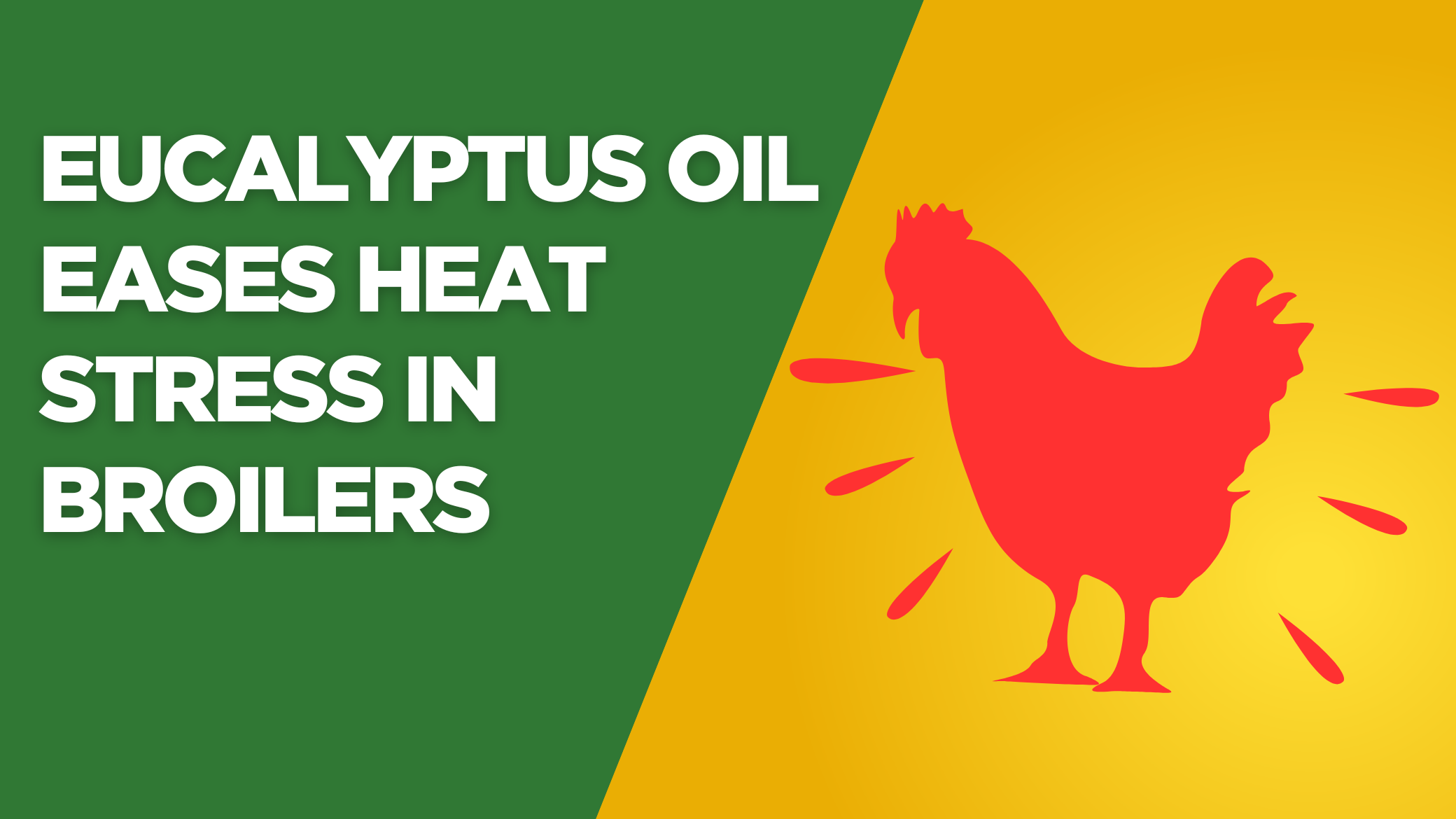 Cooling Relief: Eucalyptus Oil Eases Heat Stress in Broilers