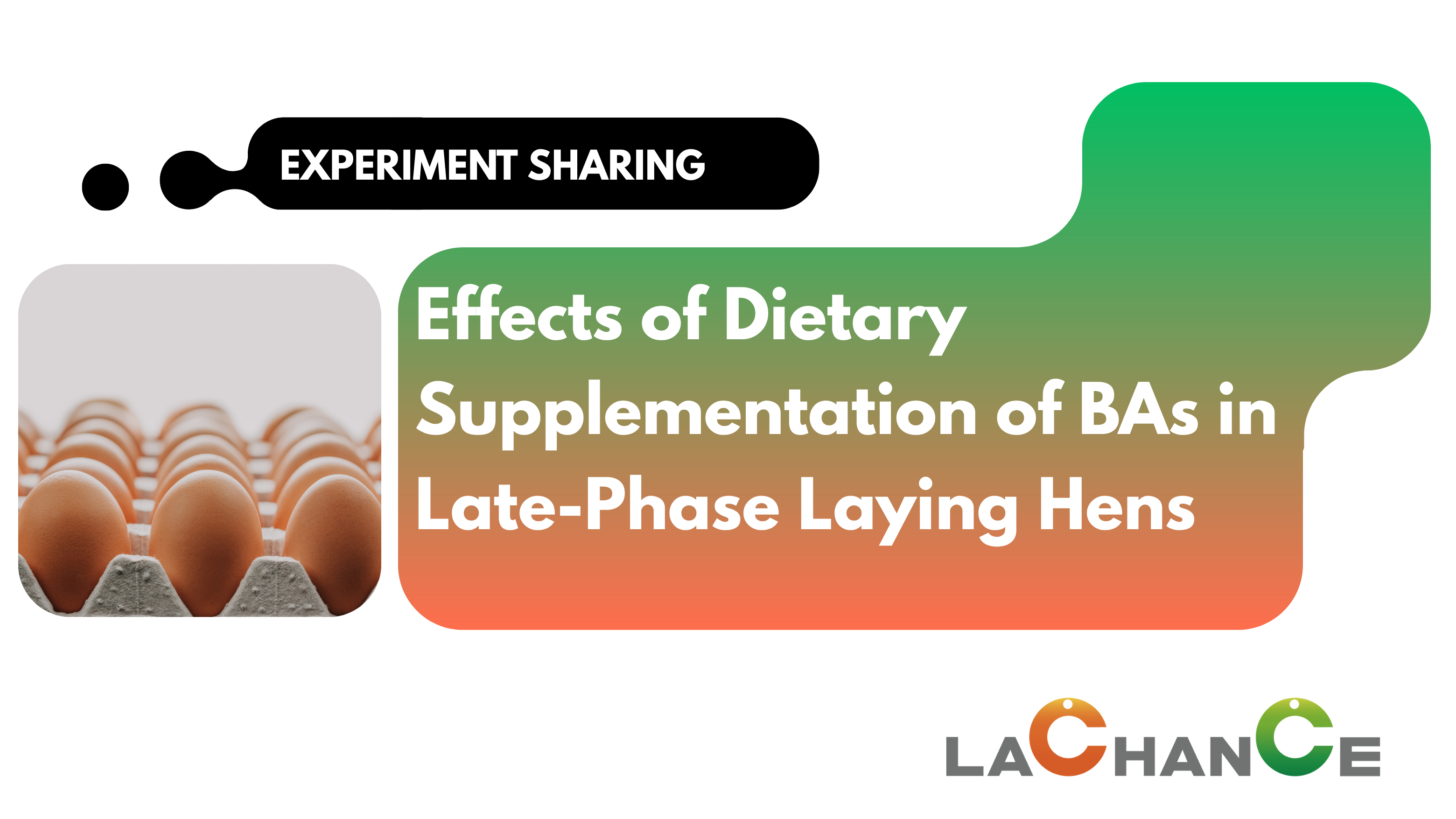 Study Sharing, BAs Improve Egg Production, Feed Efficiency, and Yolk Color