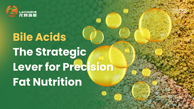 Bile Acids: The Strategic Lever for Precision Fat Nutrition