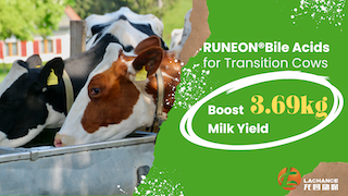 Boost Milk Yield by 3.69kg! The Role of RUNEON® Bile Acids in Transition Cow Management