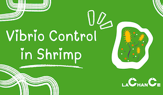 Vibrio Control in Shrimp: Go Beyond Simple Categorization, Rely on Dynamic Monitoring and Integrated