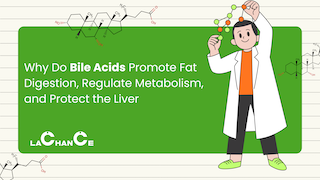 Why Do BAs Promote Fat Digestion, Regulate Metabolism, and Protect the Liver