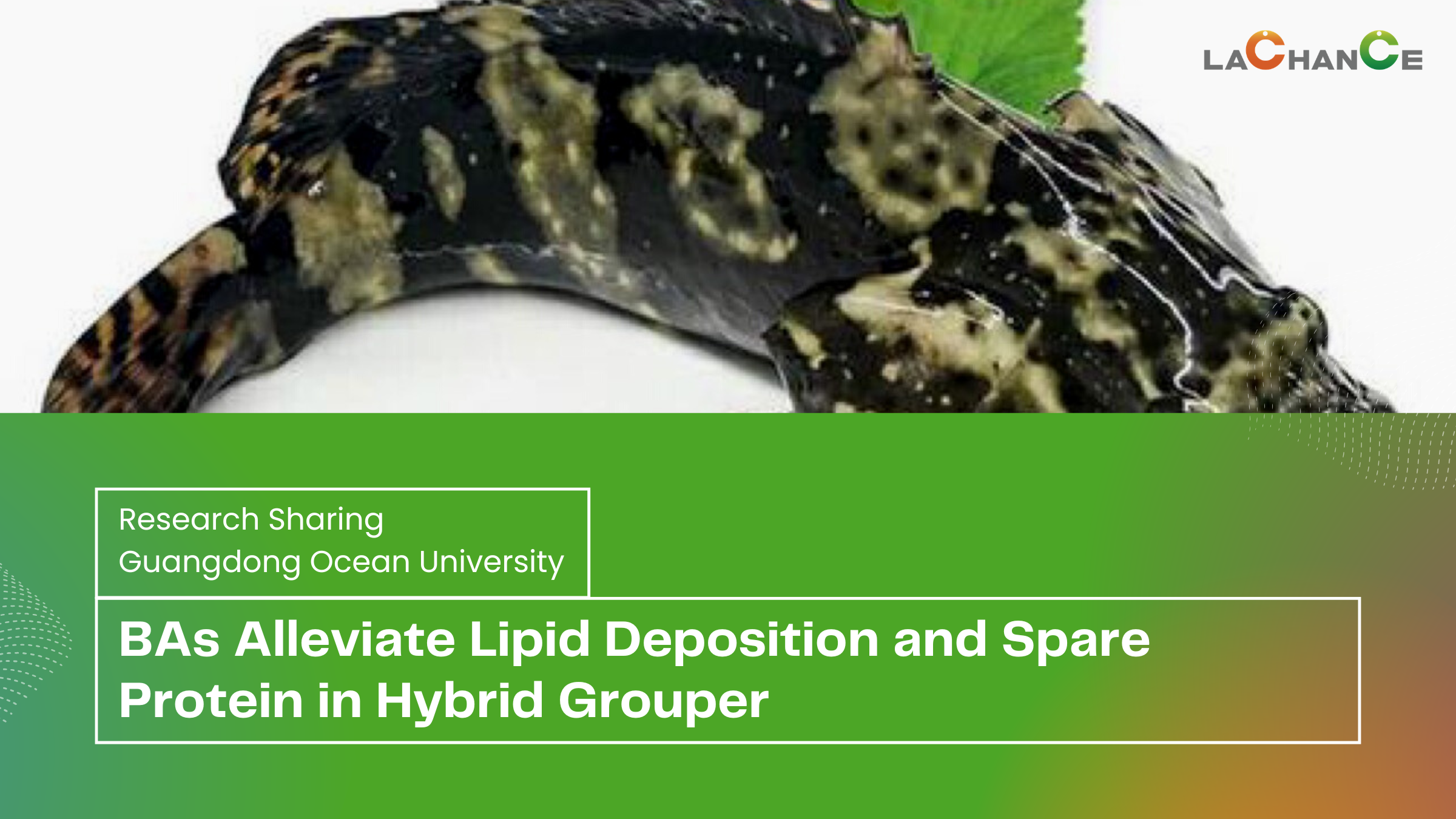 University Research Sharing: BAs Alleviate Lipid Deposition and Spare Protein in Hybrid Grouper