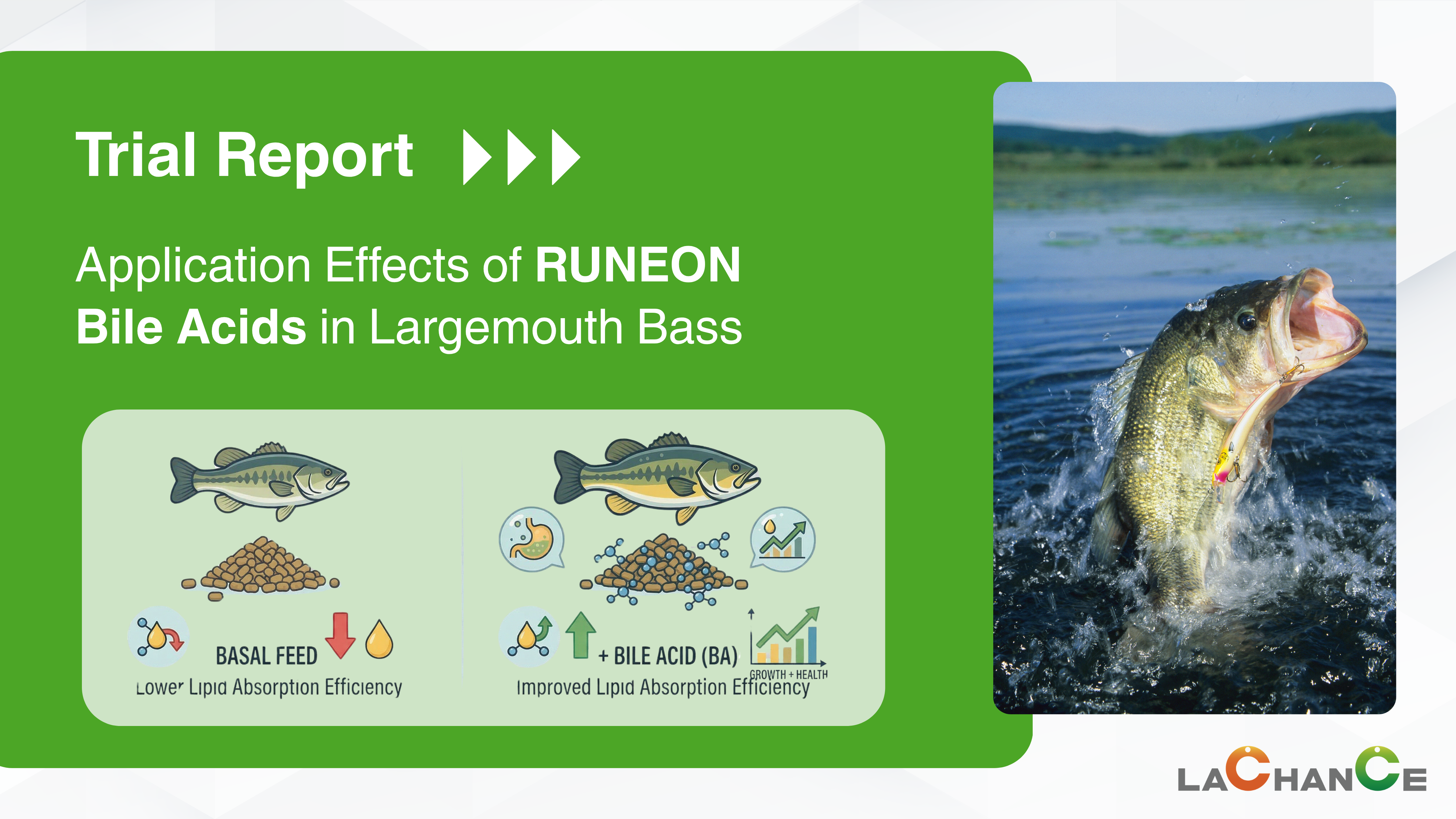 Case Study: Bile Acids Improve Egg Production by 3.57%-7.71% in 60,000 Late-Stage Layers